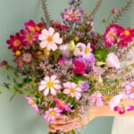 cosmos_4