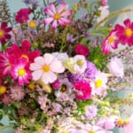 cosmos_4